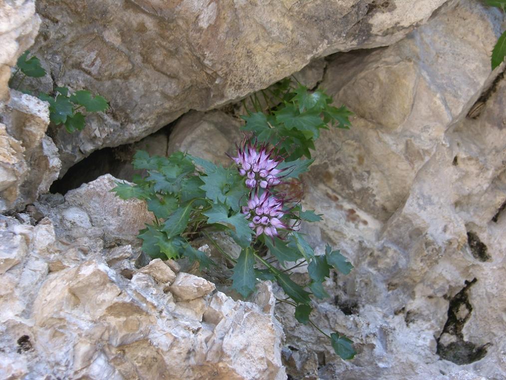 Physoplexis comosa / Raponzolo di roccia